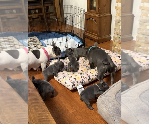 Medium Photo #10  Breeder Profile in STERLING, VA, USA