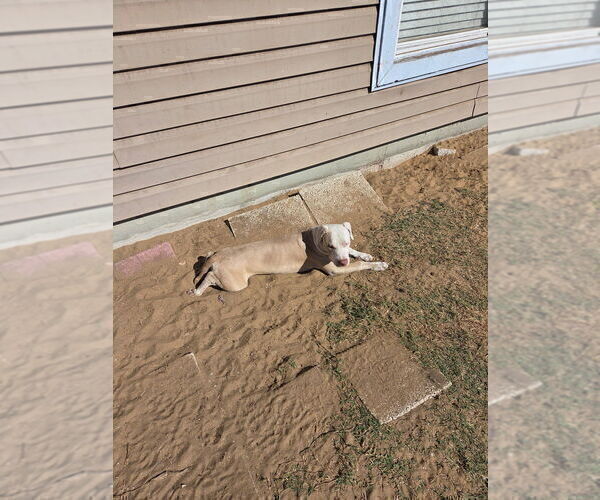 Medium Photo #2  Breeder Profile in SEBASTIAN, FL, USA