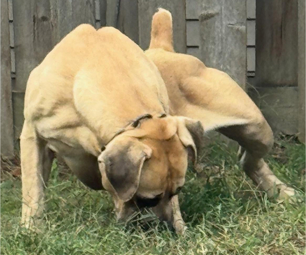 Medium Photo #4  Breeder Profile in BELLEVUE, NE, USA