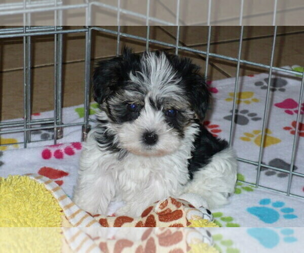 Medium Photo #1  Breeder Profile in ORO VALLEY, AZ, USA