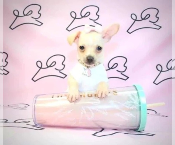 Medium Photo #9  Breeder Profile in LAS VEGAS, NV, USA