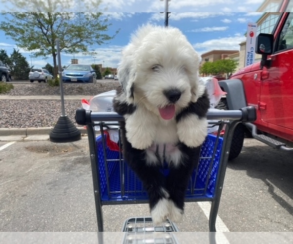 Medium Photo #1  Breeder Profile in AURORA, CO, USA