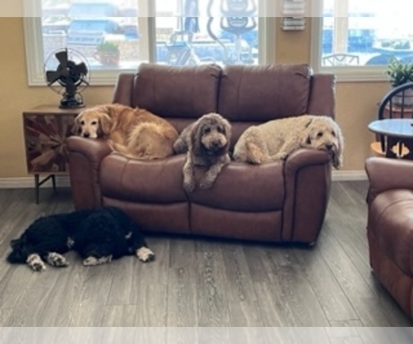 Medium Photo #1  Breeder Profile in ACTON, CA, USA