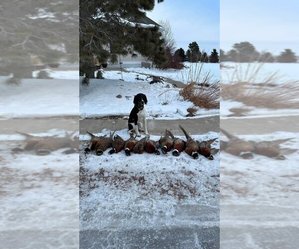 Medium Photo #12  Breeder Profile in LITCHFIELD, MN, USA