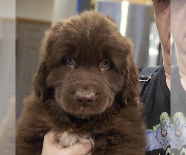 Medium Photo #1  Breeder Profile in BERESFORD, SD, USA