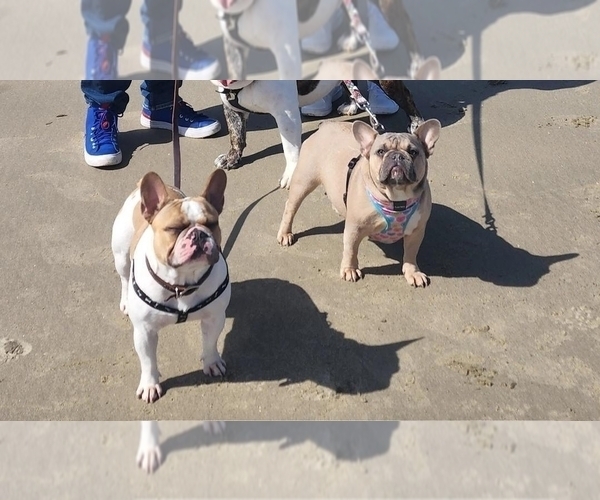 Medium Photo #1  Breeder Profile in EXETER, CA, USA