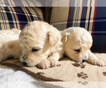 Small #3 Breeder Profile image