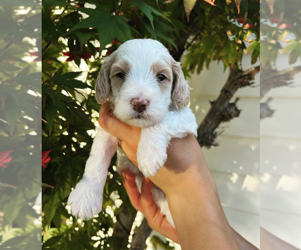 Medium Photo #1  Breeder Profile in MODESTO, CA, USA