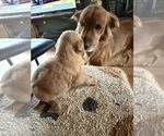 Small #14 Breeder Profile image