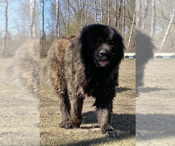 Medium Photo #11  Breeder Profile in TWINING, MI, USA