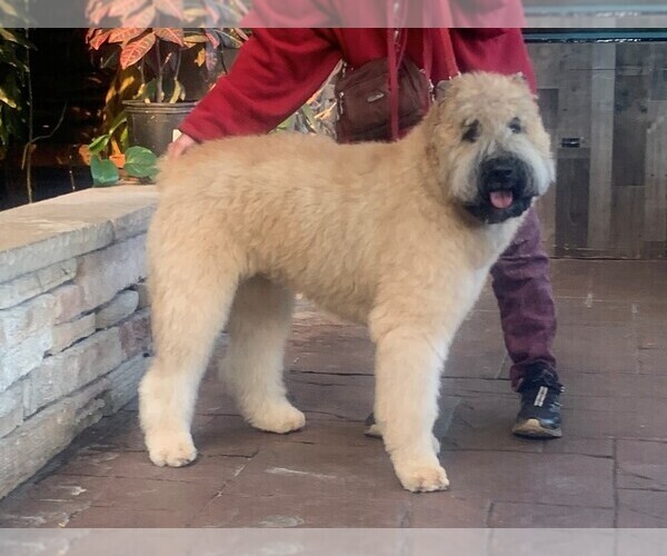 Medium Photo #1  Breeder Profile in BEULAH, CO, USA