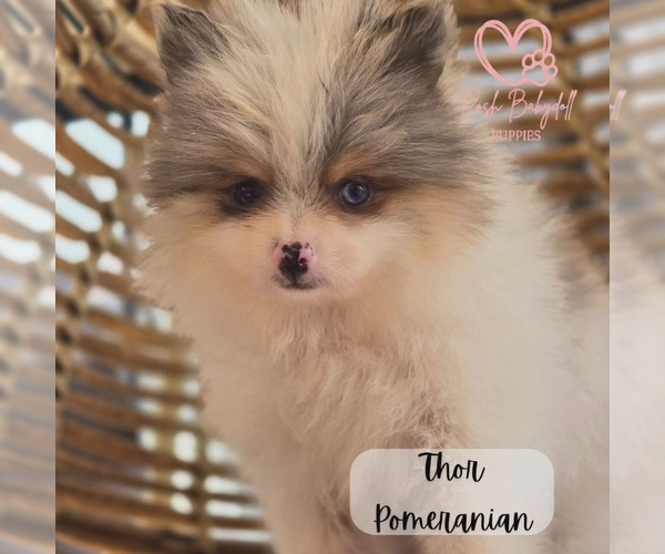 Medium Photo #3  Breeder Profile in ELMHURST, IL, USA