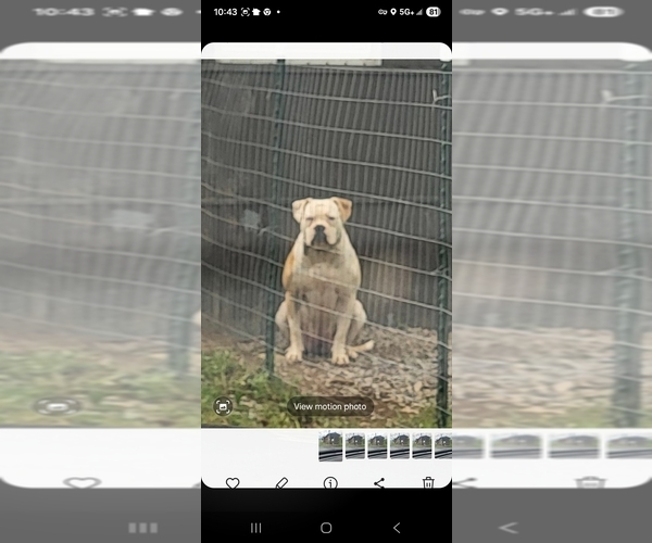 Medium Photo #21  Breeder Profile in JASPER, GA, USA