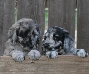 Goldendoodle Dog Breeder in WICHITA FALLS,  USA