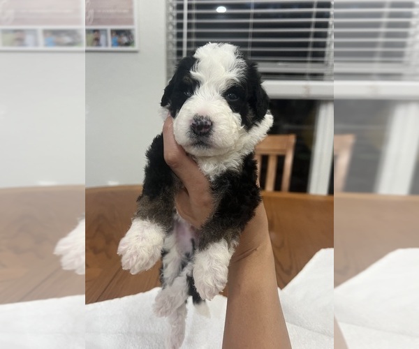 Medium Photo #2  Breeder Profile in SPRING HILL, FL, USA