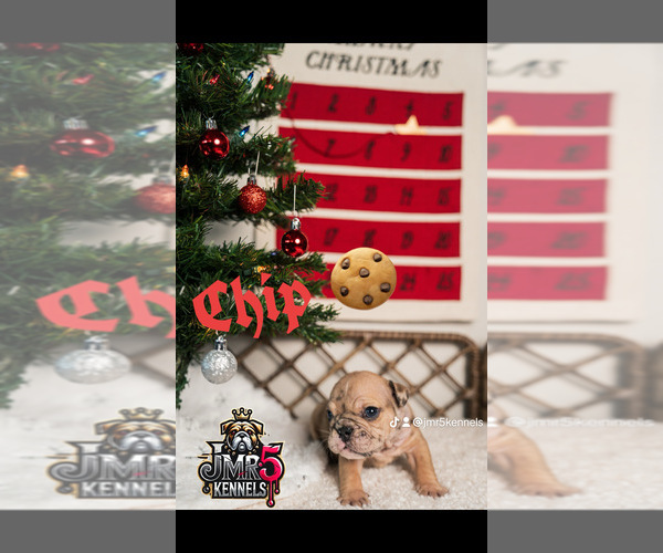 Medium Photo #13  Breeder Profile in PORTERVILLE, CA, USA