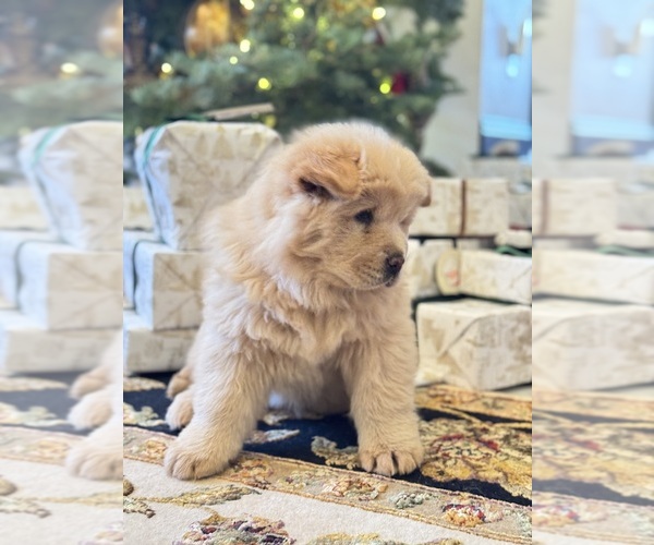 Medium Photo #10  Breeder Profile in SAINT GEORGE, UT, USA