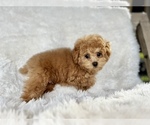 Small #12 Breeder Profile image