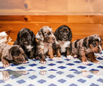 Small breeder photo