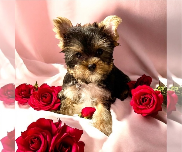 Medium Photo #1  Breeder Profile in BILLINGS, MT, USA