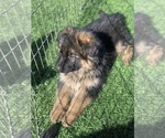 Small #154 Breeder Profile image