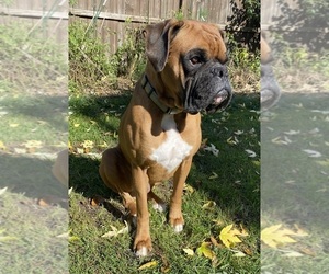 Boxer Dog Breeder near LANSING, MI, USA