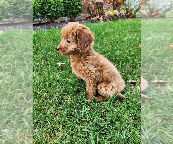 Medium Photo #15  Breeder Profile in GRAND RAPIDS, MI, USA