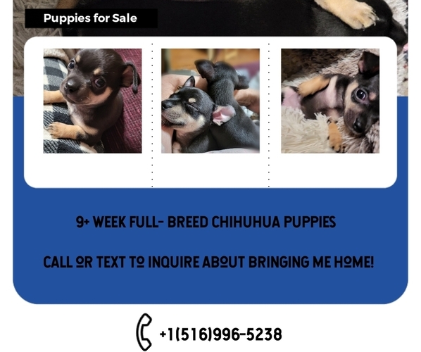 Medium Photo #1  Breeder Profile in SEAFORD, NY, USA