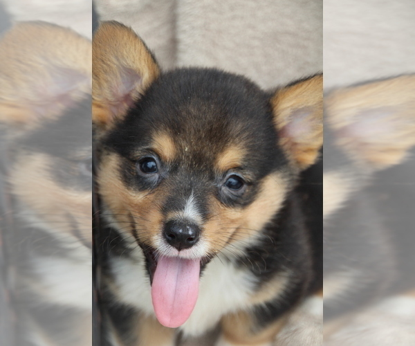 Medium Photo #1  Breeder Profile in ROCK VALLEY, IA, USA