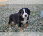 Small breeder photo