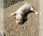 Small Photo #3  Breeder Profile in TRINITY, NC, USA