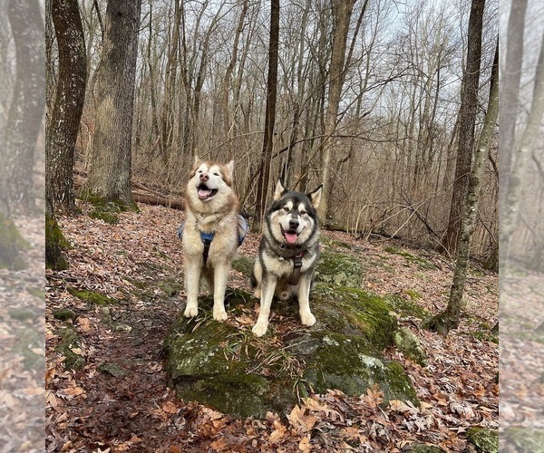 Medium Photo #155  Breeder Profile in FREDERICK, MD, USA