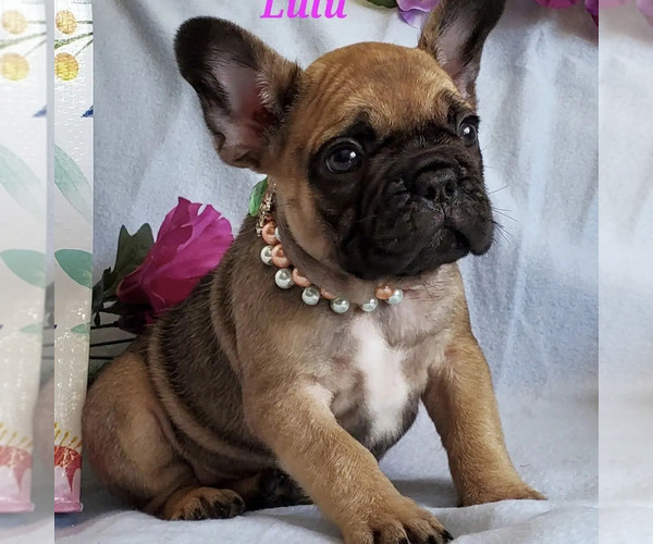 Medium Photo #1  Breeder Profile in OTTAWA LAKE, MI, USA