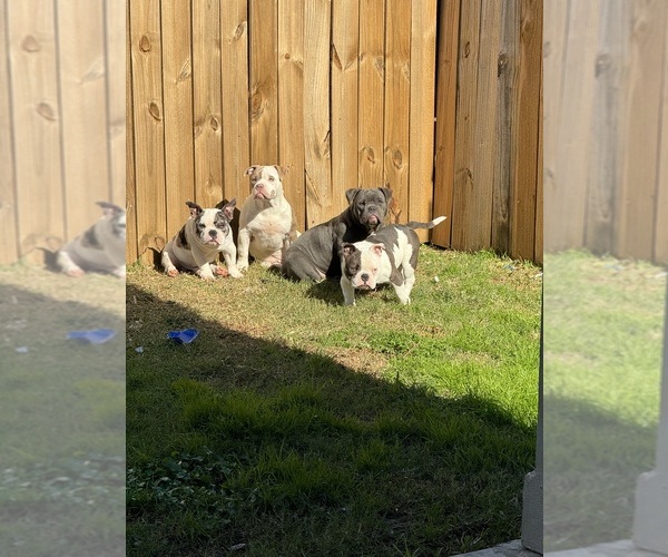 Medium Photo #1  Breeder Profile in HOUSTON, TX, USA