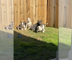 American Bully Dog Breeder near HOUSTON, TX, USA
