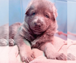 Small breeder photo