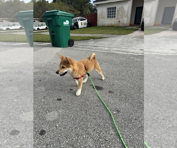 Medium Photo #5  Breeder Profile in MIAMI, FL, USA
