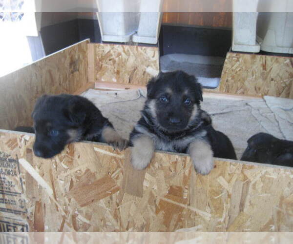 Medium Photo #1  Breeder Profile in ASHLAND, OR, USA