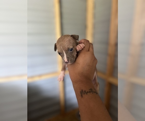 Medium Photo #9  Breeder Profile in AUGUSTA, GA, USA