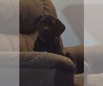 Small #12 Breeder Profile image
