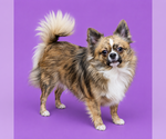 Small #1 Breeder Profile image