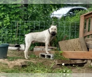Bouvier Des Flandres Dog Breeder in AMBOY,  USA