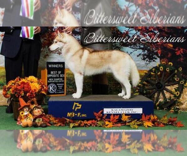 Medium Photo #1  Breeder Profile in CLARKLAKE, MI, USA