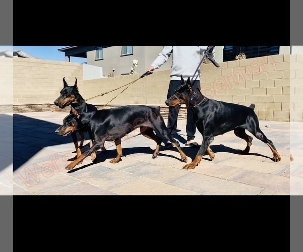 Medium Photo #1  Breeder Profile in LAS VEGAS, NV, USA