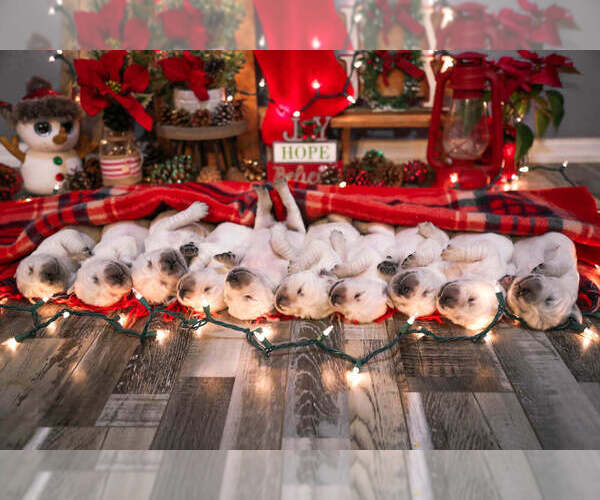 Medium Photo #27  Breeder Profile in URBANA, OH, USA