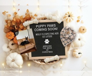 Doberman Pinscher Dog Breeder near MOUNT HOLLY SPRINGS, PA, USA