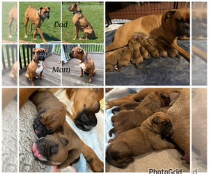 Boxer Dog Breeder in EAST FREETOWN,  USA