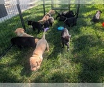 Small breeder photo