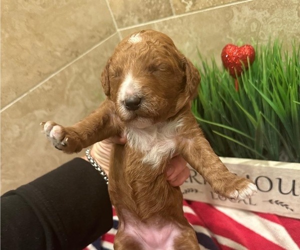 Medium Photo #1  Breeder Profile in ONTARIO, CA, USA