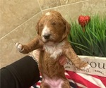 Small breeder photo